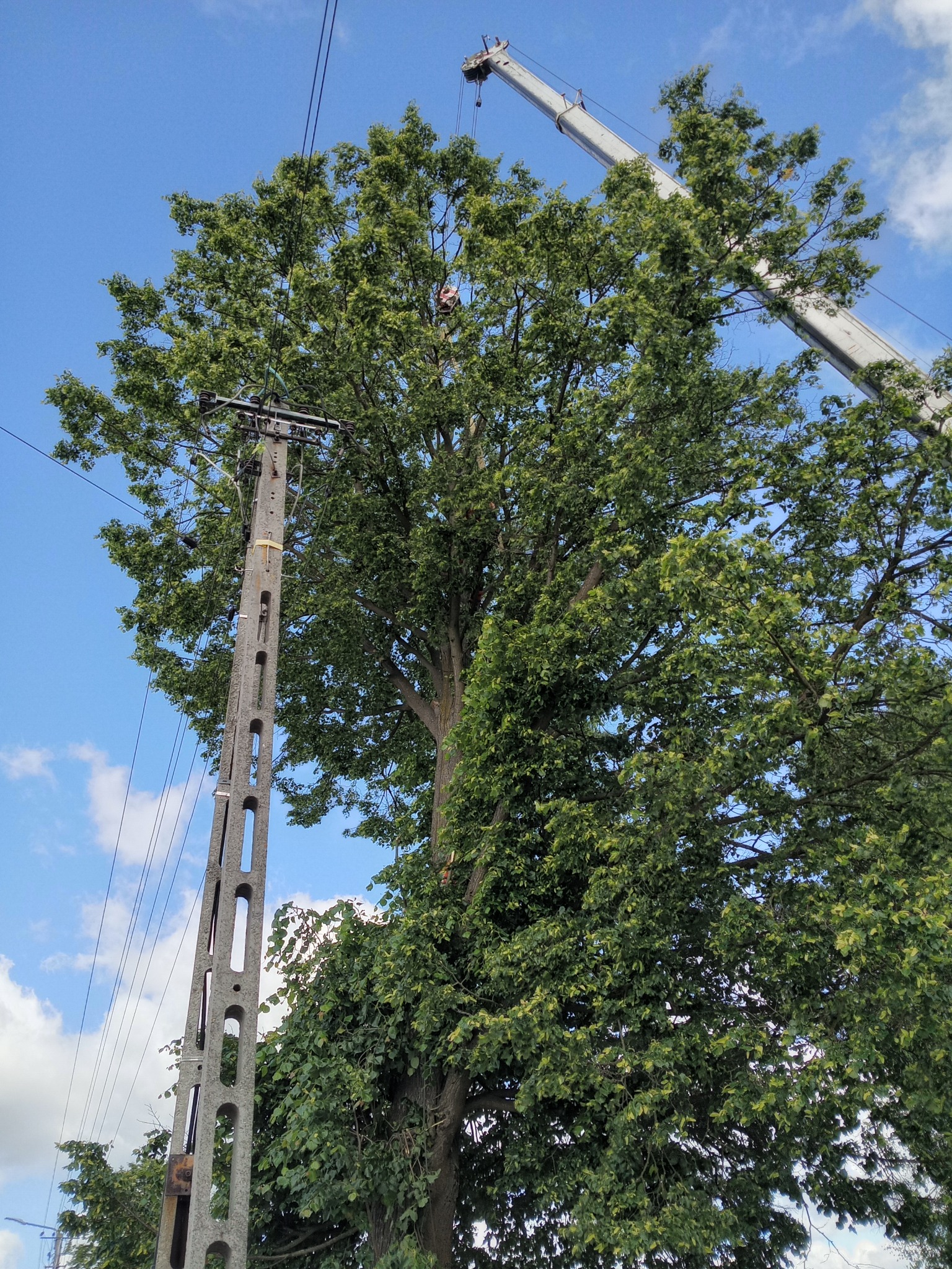 Wysokie drzewo obok słupa energetycznego z dźwigiem w tle, sugerujące prace związane z pielęgnacją lub wycinką drzew w pobliżu infrastruktury.