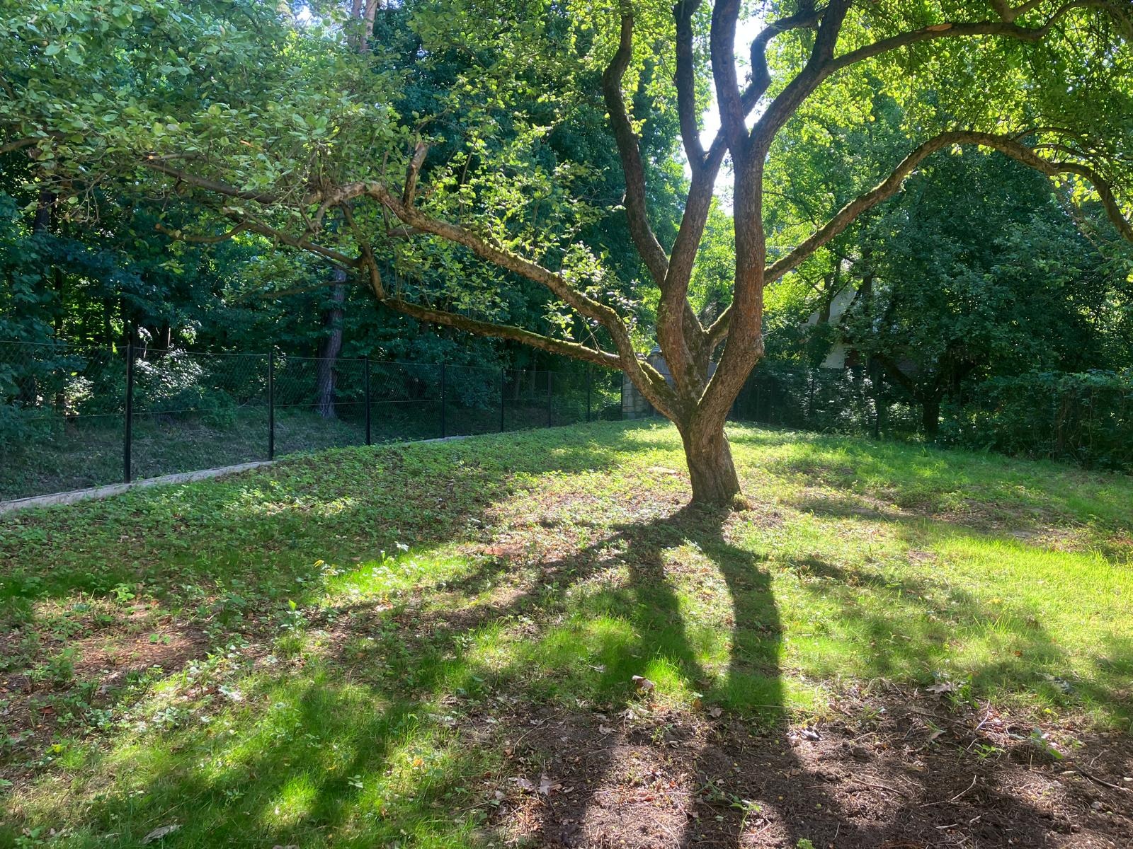 Rozłożyste drzewo w ogrodzie, z widocznymi promieniami słońca przebijającymi się przez liście i padającymi cieniami na trawnik.