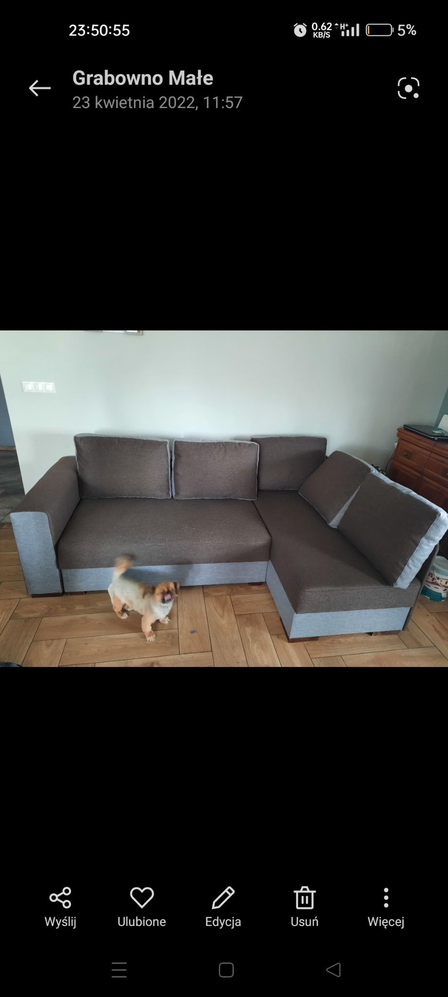 Szaro-brązowy narożnik z poduszkami w salonie na parkiecie. Uwagę przykuwa mały piesek rasy pekińczyk stojący przed meblem.