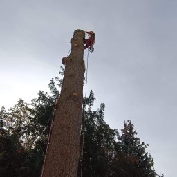 Marek Hasiewicz AlpinTreeCare - Wycinka i pielęgnacja drzew alpinistyczne. Usługi kompleksowe zakładanie ogrodów i brukarstwo.