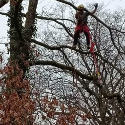 Marek Hasiewicz AlpinTreeCare - Pracownik w kasku i uprzęży, wysoko w koronie drzewa, wykonuje prace pielęgnacyjne. Widoczne liny i gałęzie bez liści, jesienna sceneria.