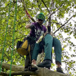 Wycinka drzew Tuczna 1