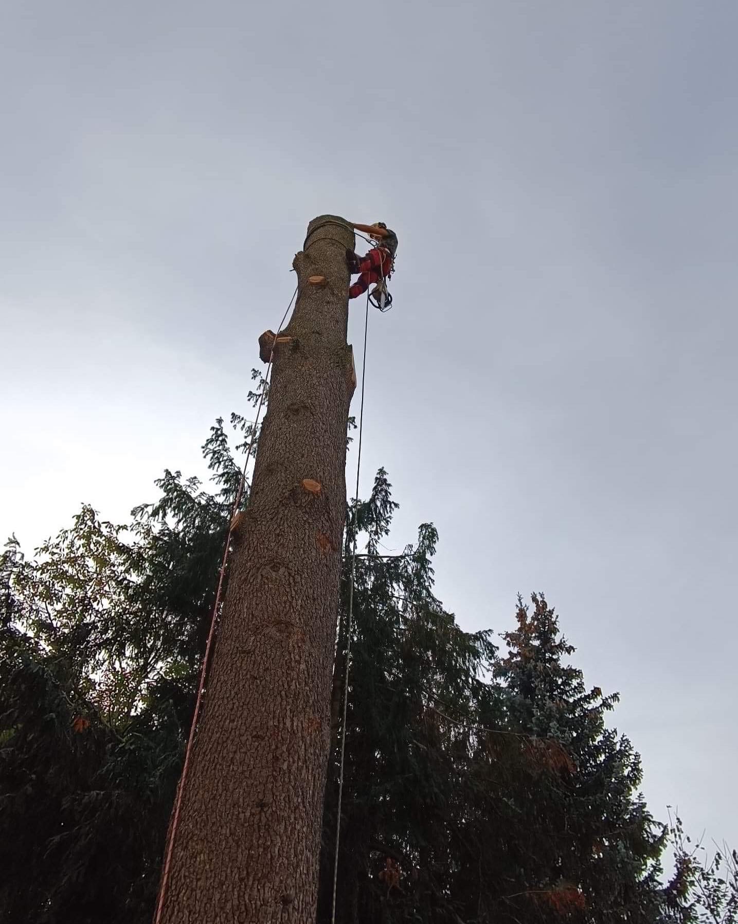 Wycinka i pielęgnacja drzew alpinistyczne. Usługi kompleksowe zakładanie ogrodów i brukarstwo.