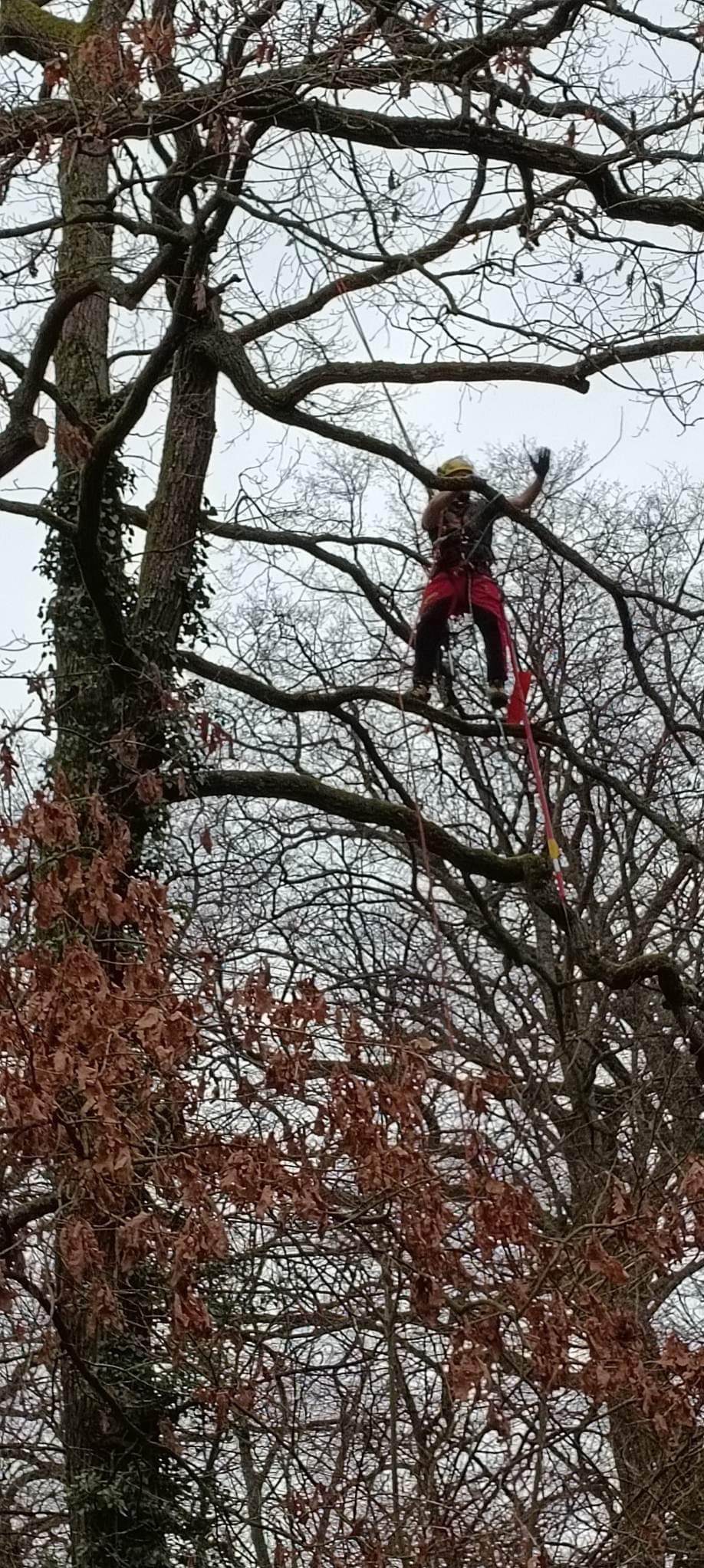Pracownik w kasku i uprzęży, wysoko w koronie drzewa, wykonuje prace pielęgnacyjne. Widoczne liny i gałęzie bez liści, jesienna sceneria.