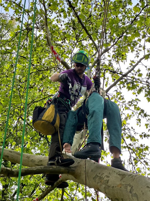 Arborysta w kasku i okularach, w trakcie pracy na drzewie, używając liny i sprzętu wspinaczkowego. Widok z dołu, liście drzew w tle.