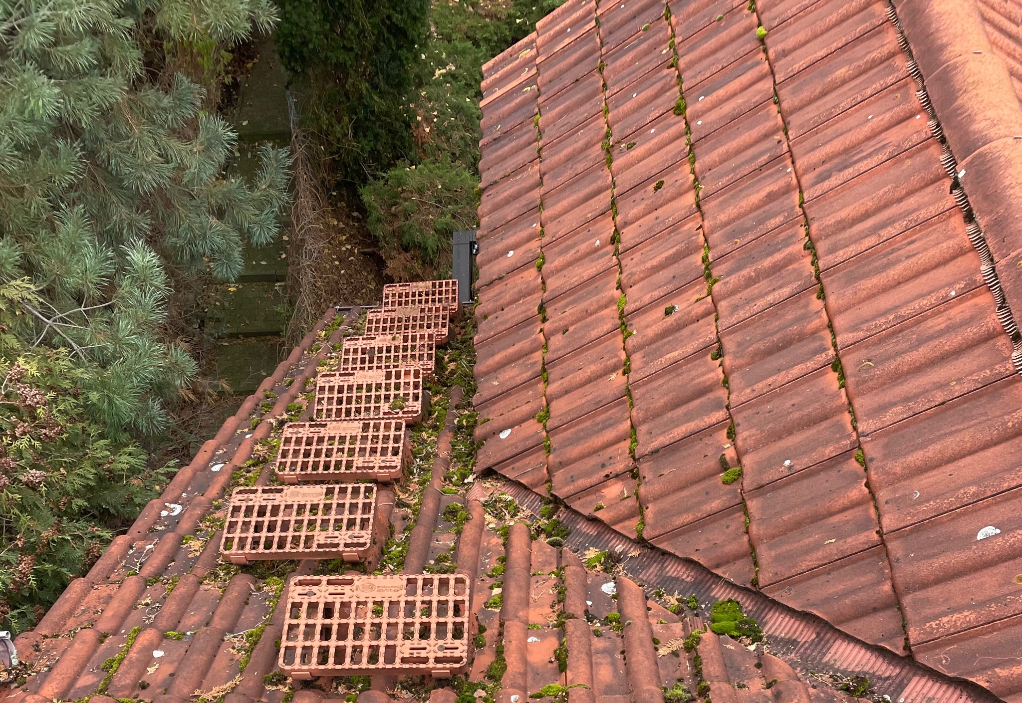 Czerwona dachówka pokryta mchem, z zamontowanymi stopniami kominiarskimi, widok z góry na tle zieleni. Dach po czyszczeniu, przygotowany do dalszych prac.