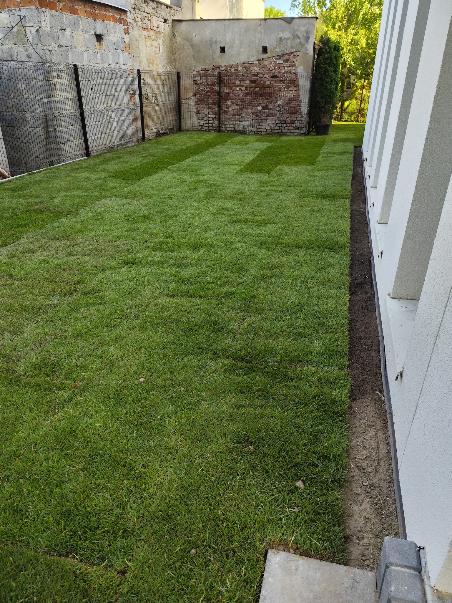 Świeżo rozłożona trawa z rolki w ogrodzie, widoczne ślady po wałowaniu, ogrodzenie z siatki i nowoczesny budynek w tle.