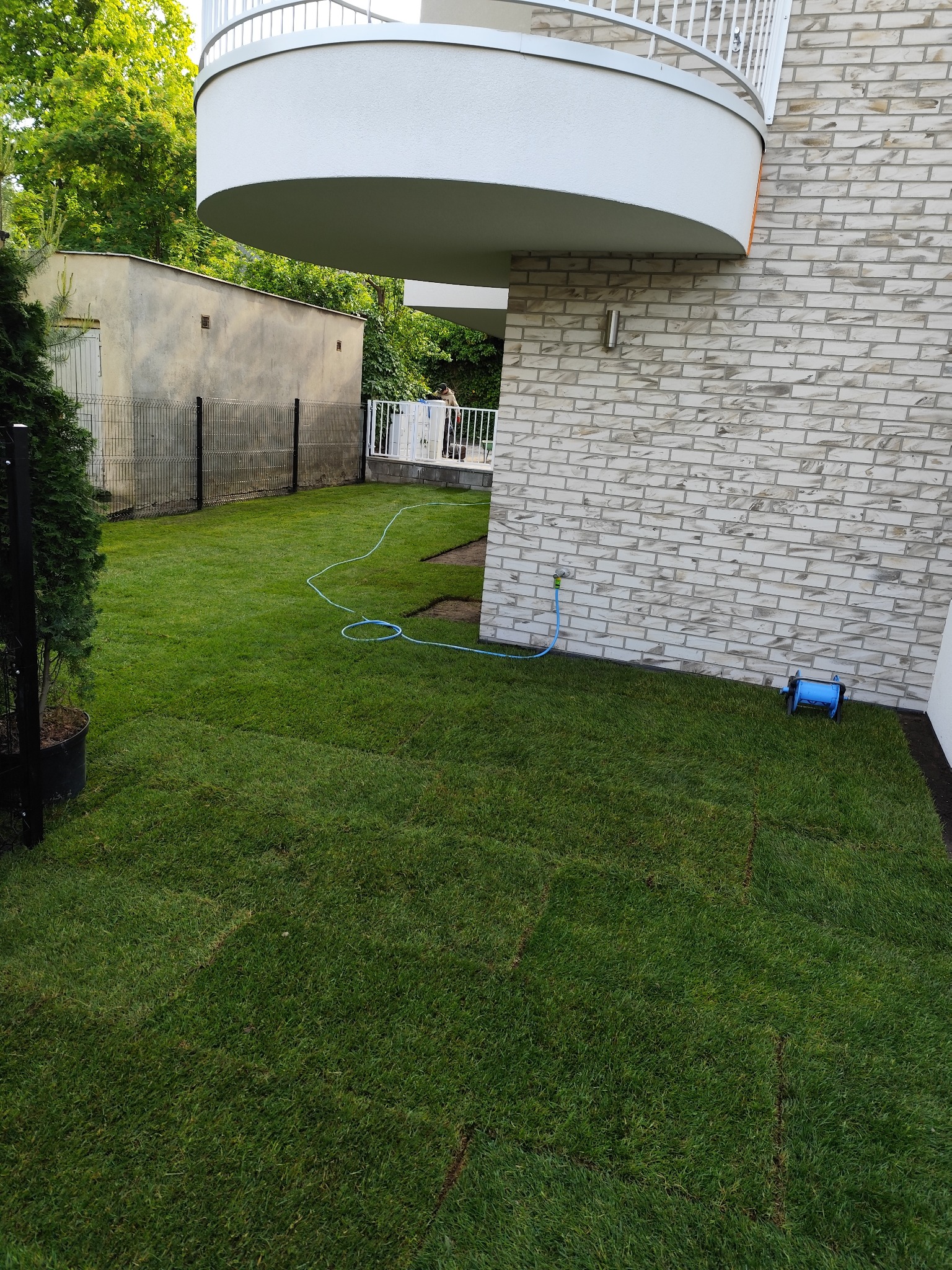 Układanie trawy z rolki przy jasnym, ceglanym budynku. Fragmenty darni, bęben z wężem ogrodowym i zieleń w tle.