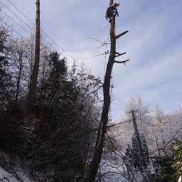 "Foresto" Usługi leśne, Handel drewnem Robert Guśtak - Świetna Pielęgnacja Ogrodów Sanok