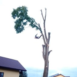 Wycinka drzew Radoszyce 4