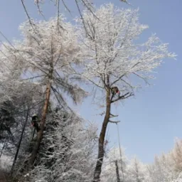 Arboryści w zimowym krajobrazie, zabezpieczeni linami, pracują na ośnieżonych drzewach. Błękitne niebo w tle. Widoczne linie energetyczne.