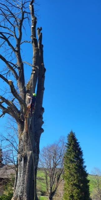 Arborysta w kasku, zabezpieczony linami, wspina się na wysokie, ogołocone z gałęzi drzewo na tle błękitnego nieba i zieleni wzgórz. W tle widoczny budynek z drewnianym dachem.