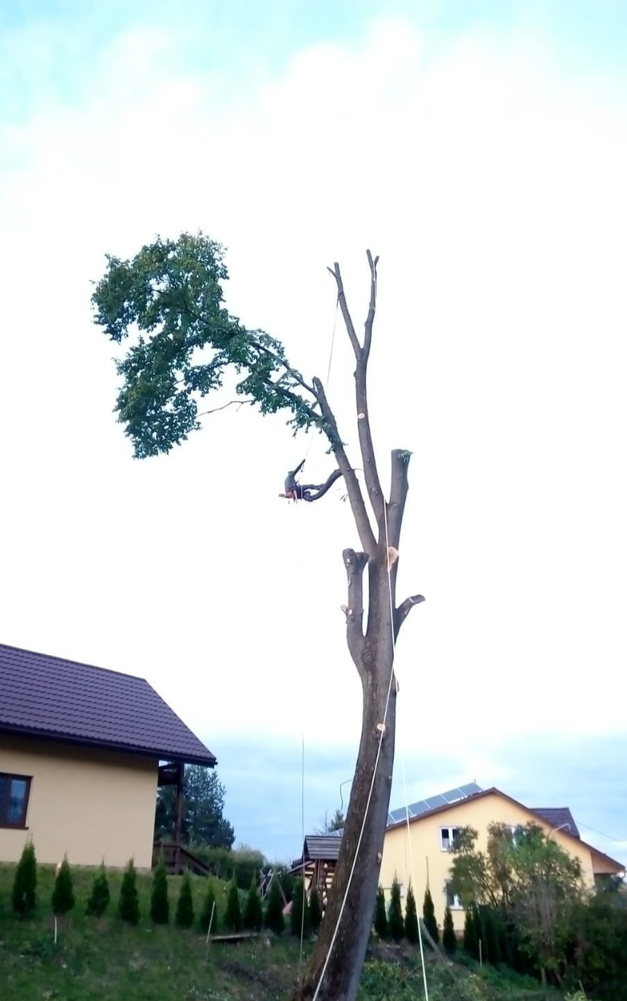 Arborysta w trakcie wycinki drzewa przy użyciu lin, z widocznymi domami w tle. Częściowo ogołocone drzewo z zielonymi liśćmi na górze.