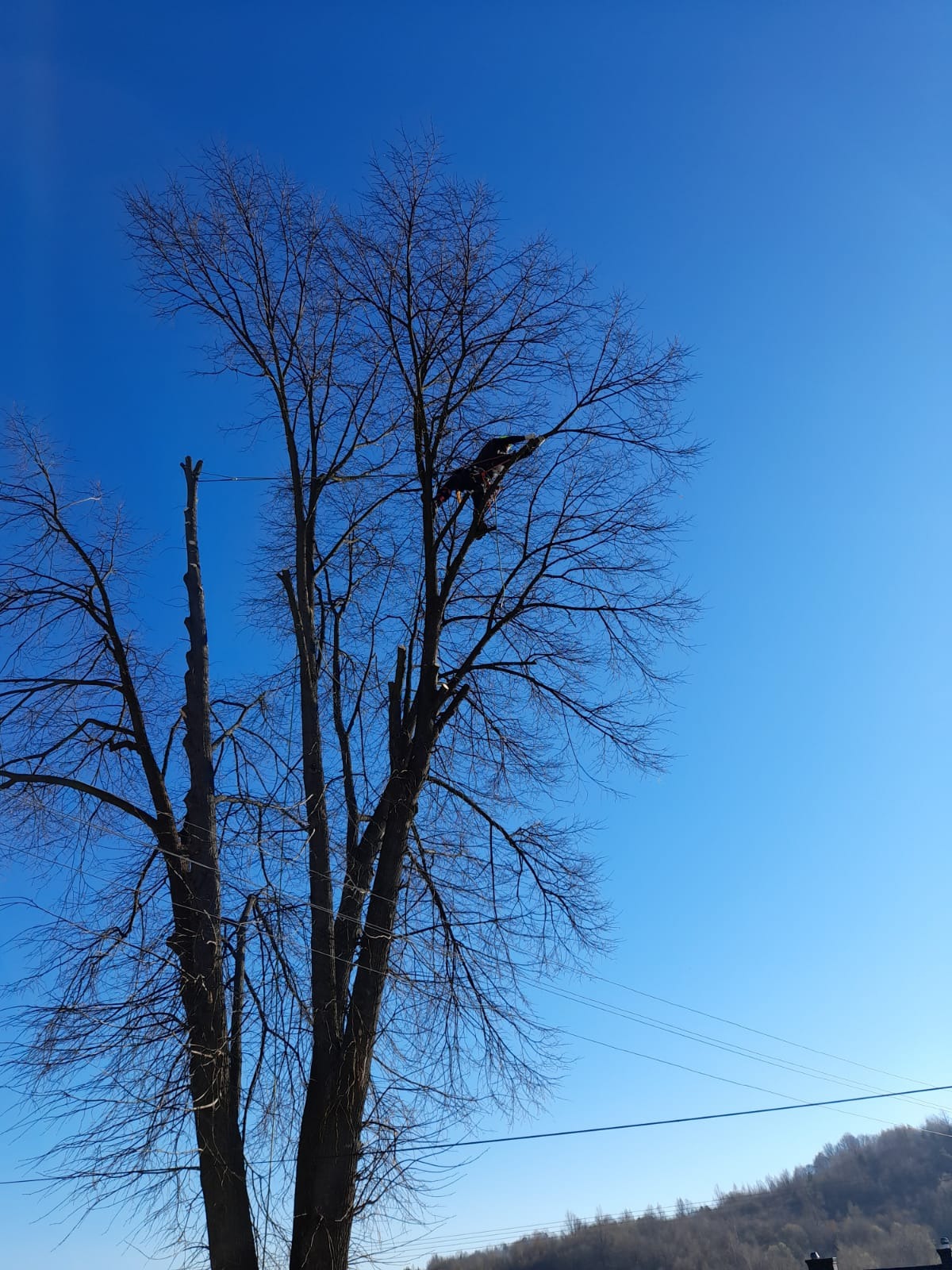 Arborysta na linie tnie gałęzie drzewa bez liści na tle błękitnego nieba. Widoczne są już przycięte konary i krajobraz w oddali.