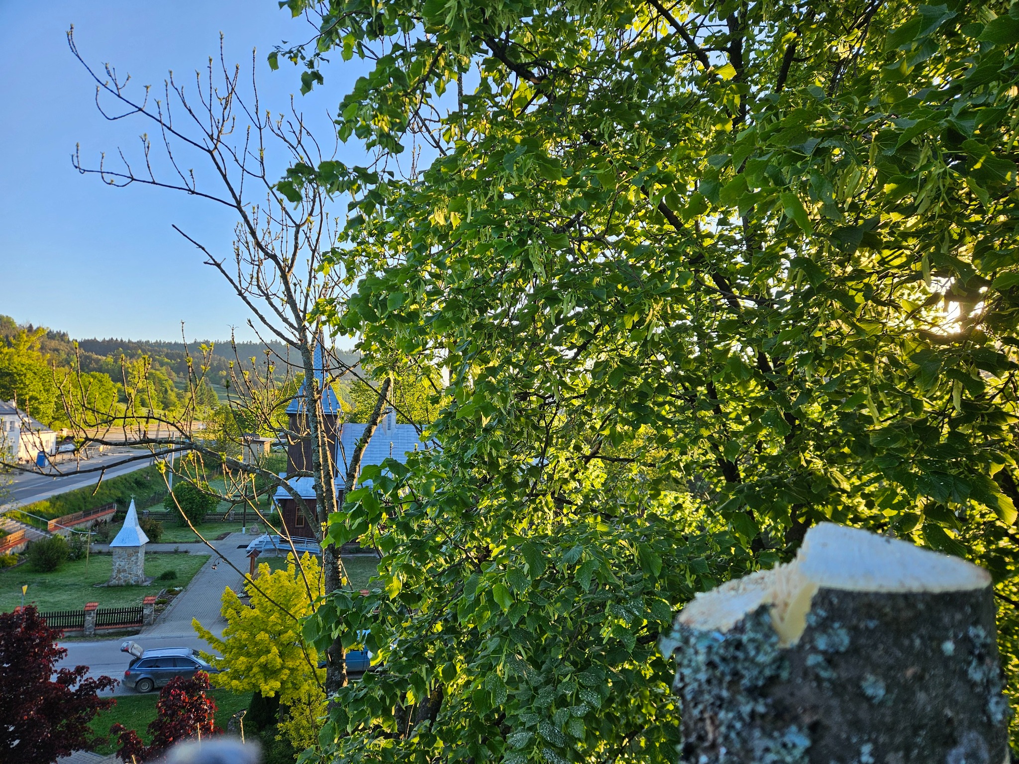 Świeżo ścięte drzewo z widokiem na okolicę. W tle budynki i drzewa w promieniach słońca. Pień z jasnym, świeżym przekrojem i korą pokrytą mchem.