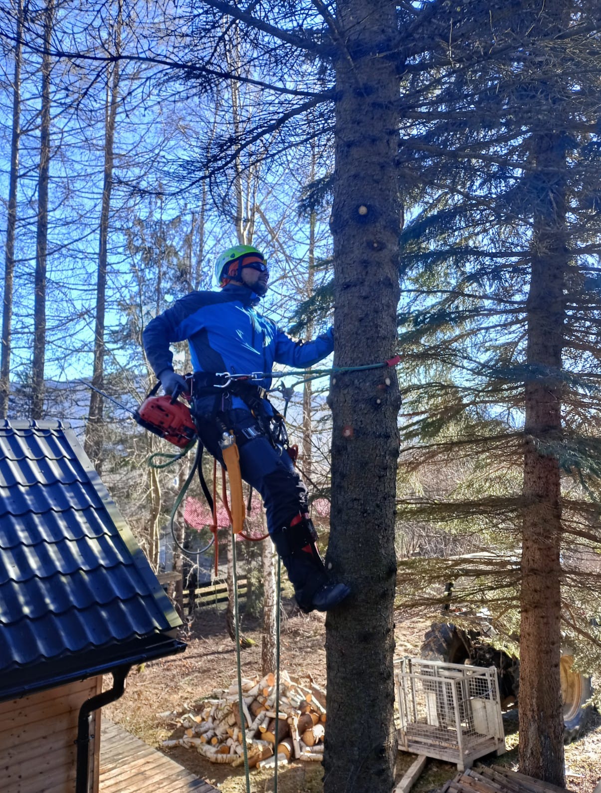Arborysta w uprzęży, z piłą, wspina się na wysokie drzewo iglaste. W tle błękitne niebo i inne drzewa. U dołu widoczny fragment dachu budynku i stos drewna.