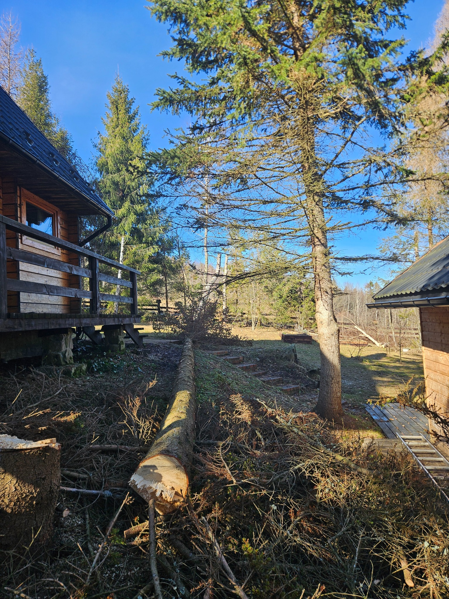 Ścięte drzewo leży między dwoma drewnianymi domkami, otoczone gałęziami. Widoczny świeży przekrój pnia i pozostałości po wycince na tle błękitnego nieba.