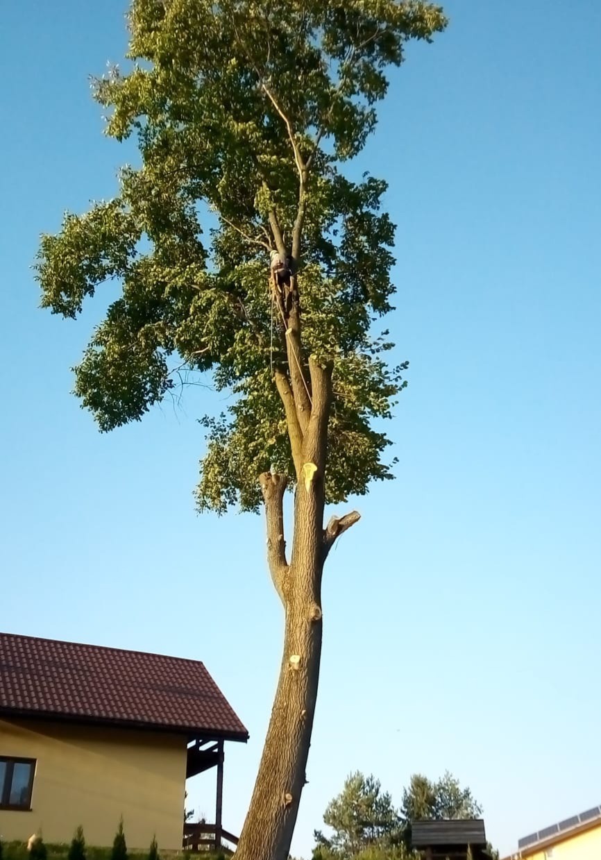 Drzewo po częściowym przycięciu gałęzi, z pracownikiem na wysokości, zabezpieczonym linami. W tle dom z brązowym dachem na tle błękitnego nieba.