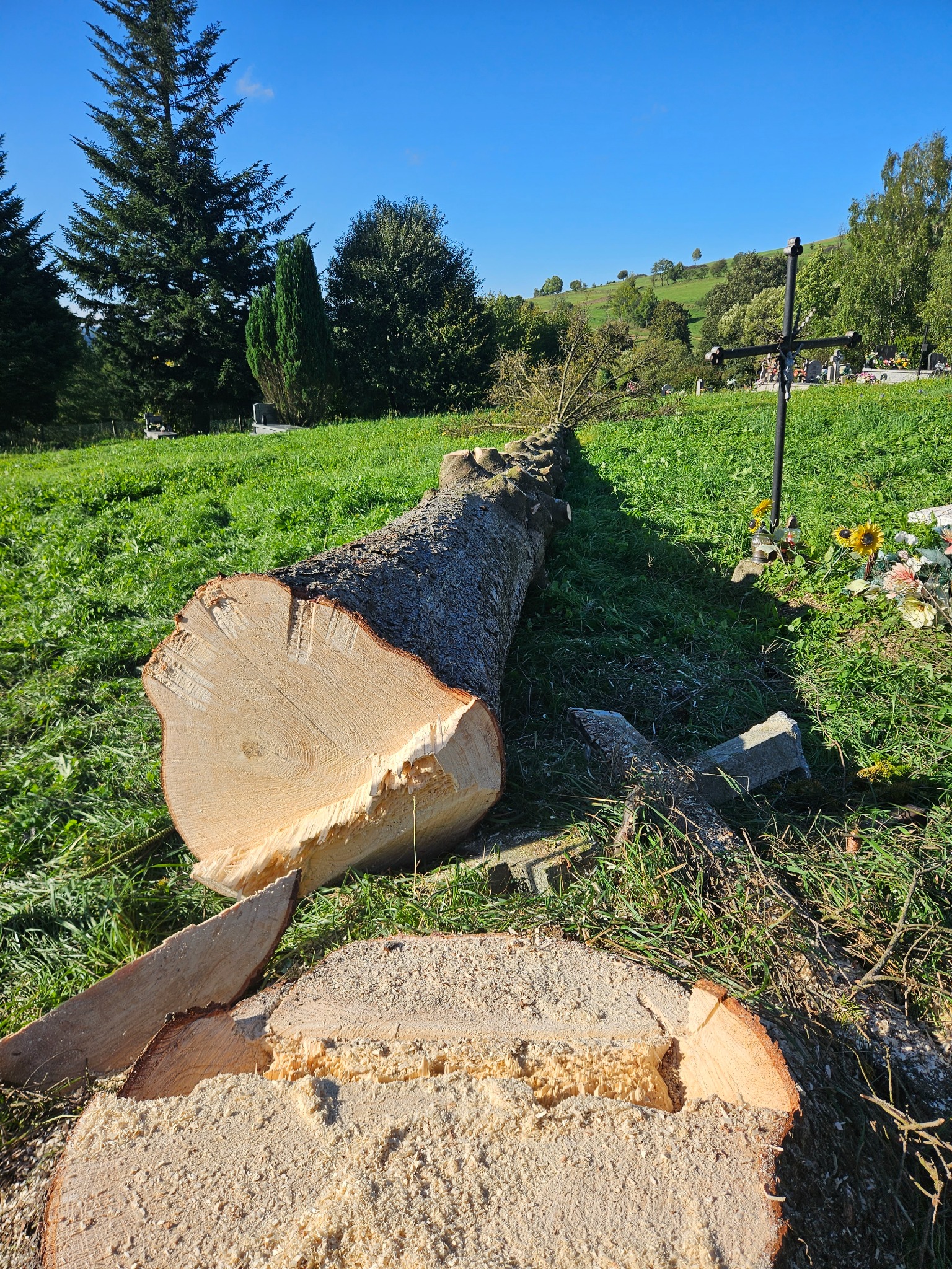 Ścięte drzewo na cmentarzu, widoczne pocięte drewno i wióry, w tle nagrobki i zieleń, słoneczny dzień. Kontrastowe oświetlenie podkreśla fakturę drewna.