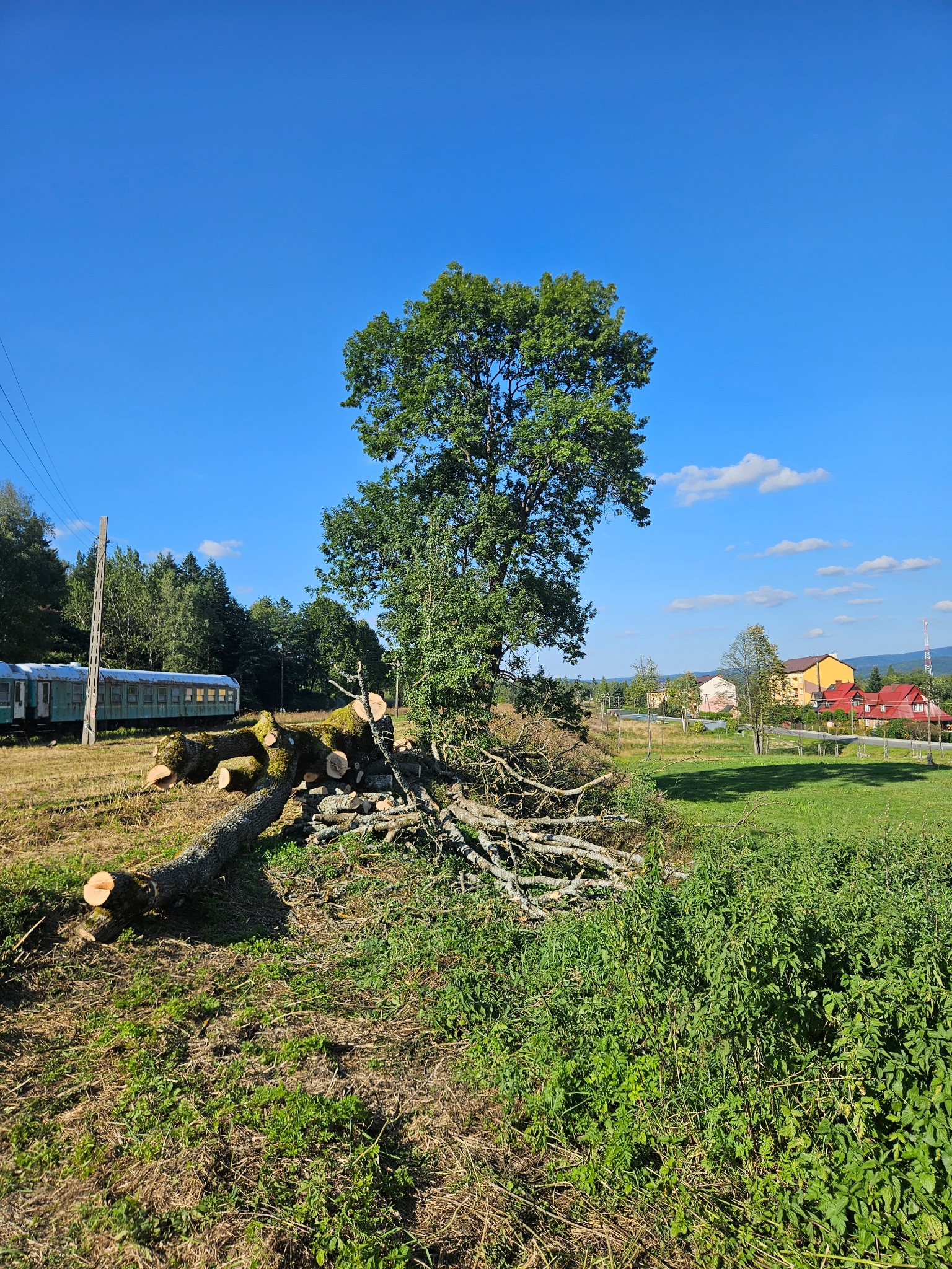 Ścięte drzewo z pociętymi gałęziami i pniem na łące, w tle budynki i wagon kolejowy, słoneczny dzień.