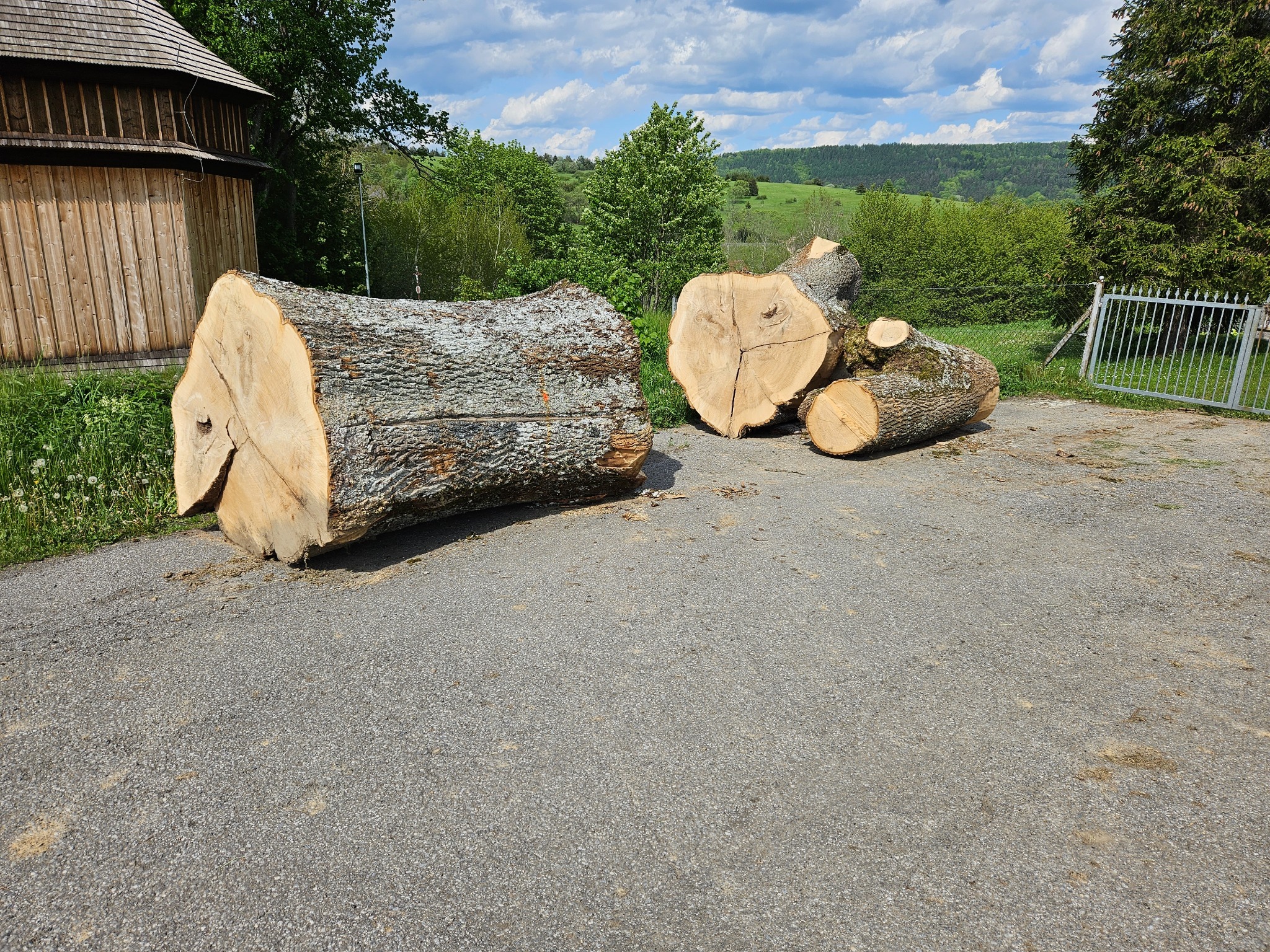 Kłody drzewa leżą na utwardzonym placu, w tle drewniana konstrukcja i zieleń. Słońce oświetla pnie. Widoczne ślady po cięciu.