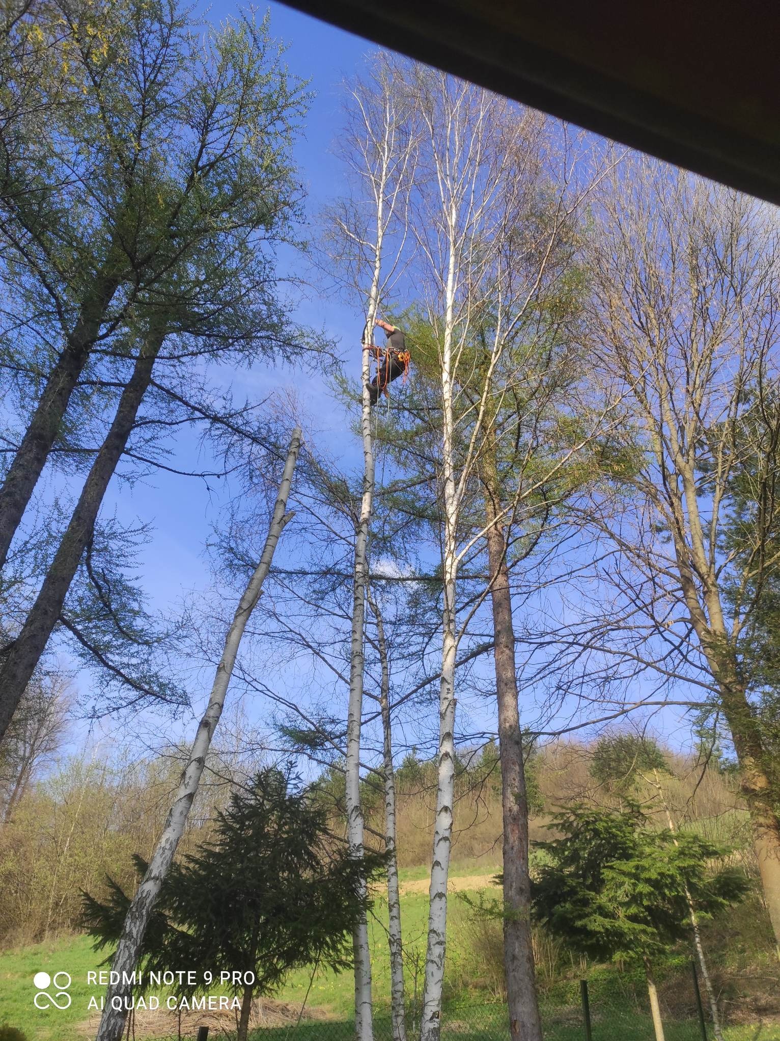 Arborysta w uprzęży, na tle błękitnego nieba, przycina gałęzie wysokiej brzozy. Widok z dołu, otoczony innymi drzewami. W tle zieleń i pagórkowaty teren.