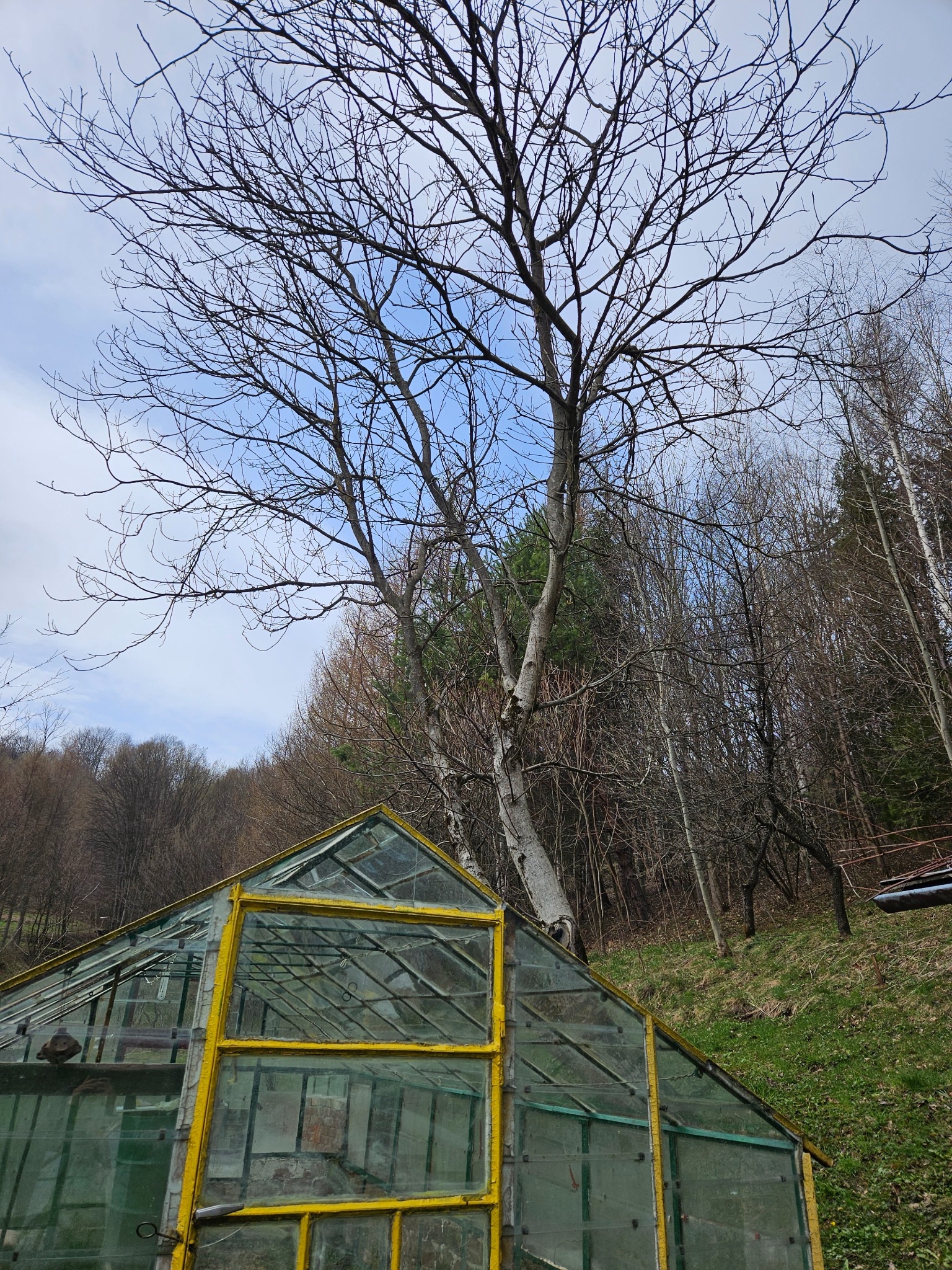 Stary, oszklony inspekt z żółtymi ramami, częściowo zasłonięty przez wysokie drzewo bez liści na tle lasu i błękitnego nieba. Widok z dołu.