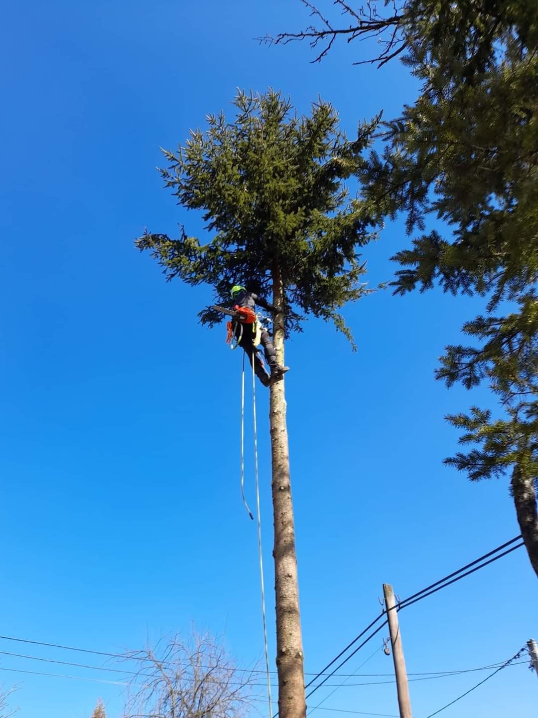 Arborysta w kasku, na linie, przycina wysokie drzewo iglaste na tle błękitnego nieba. Widok od dołu, z zaznaczoną wysokością drzewa i osoby.