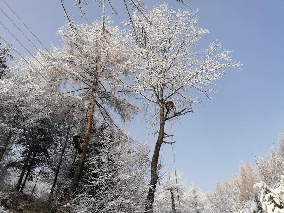 Arboryści w zimowym krajobrazie, zabezpieczeni linami, pracują na ośnieżonych drzewach. Błękitne niebo w tle. Widoczne linie energetyczne.
