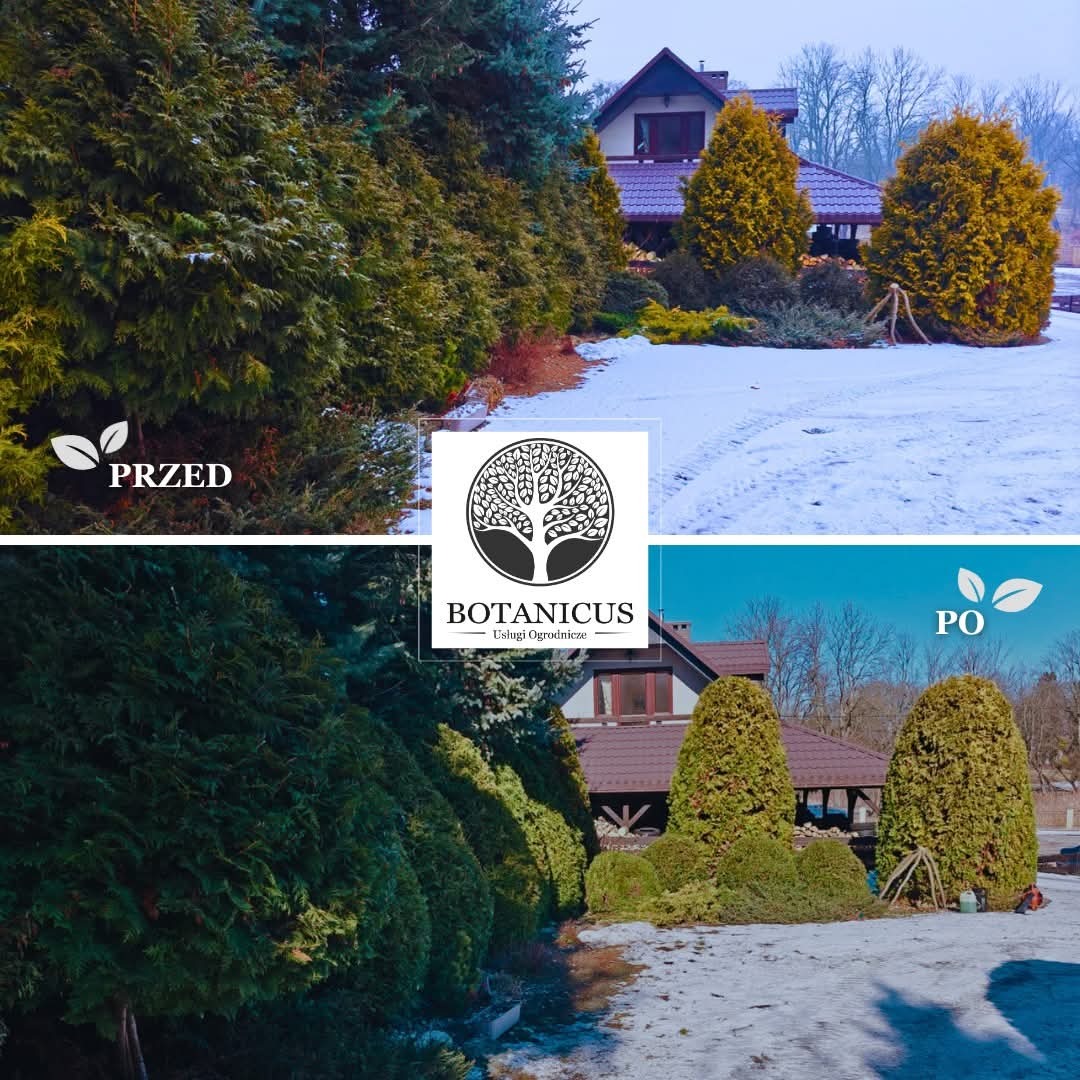 Zdjęcie 'przed i po' pielęgnacji ogrodu: iglaki przed domem, z lewej zima, z prawej wiosna, zieleń intensywna, śnieg stopniał, widoczny sprzęt ogrodniczy.