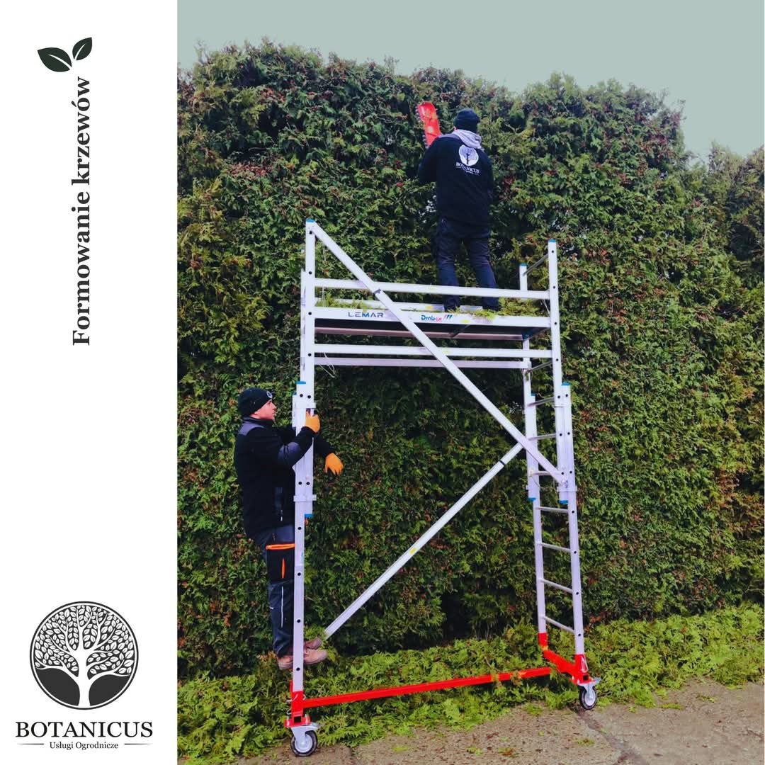 Dwaj ogrodnicy na rusztowaniu formują wysoki żywopłot z tui, jeden z użyciem nożyc elektrycznych. Obcięte gałęzie leżą na ziemi.