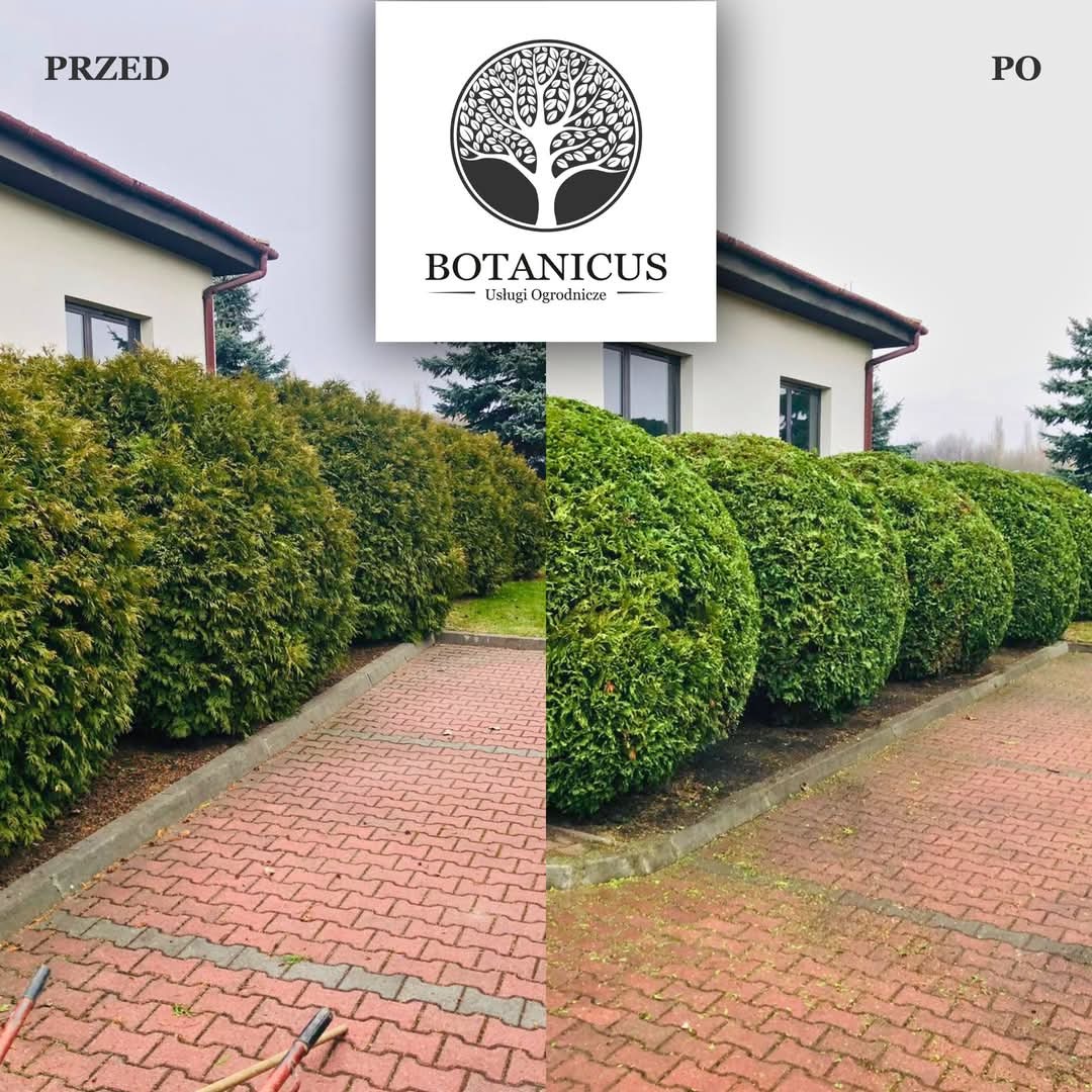 Zdjęcie 'przed i po' strzyżenia żywopłotu z tui, z widocznym logo firmy 'Botanicus'. Po lewej stronie żywopłot jest gęsty i nieregularny, po prawej - równo przycięty.