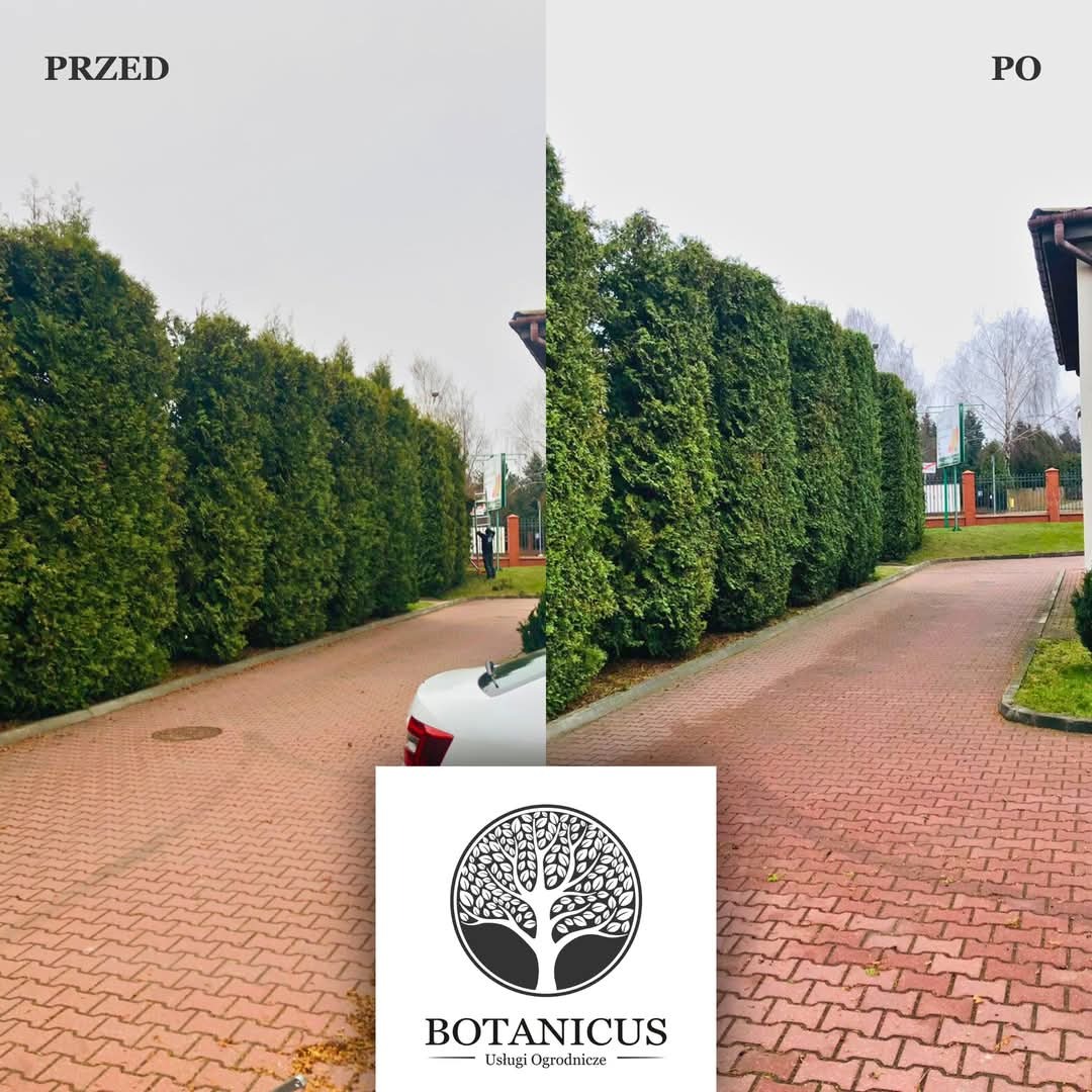 Zdjęcie 'przed i po' przycięcia żywopłotu z tui, prezentujące równo przystrzyżone drzewa wzdłuż czerwonej kostki brukowej. Widoczny fragment białego auta i logo firmy.
