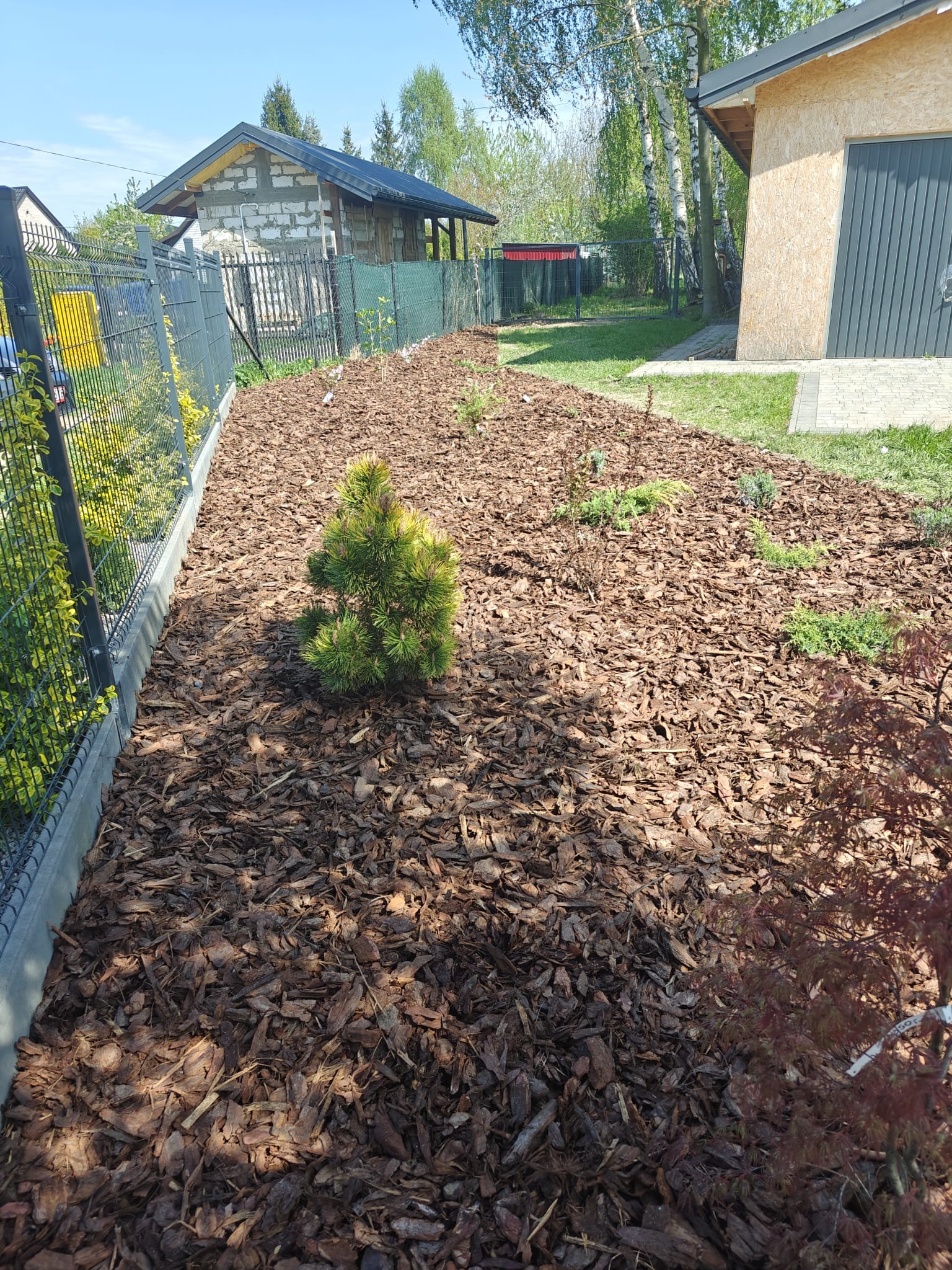 Rabata z korą, ozdobnymi iglakami i młodymi drzewkami przy metalowym ogrodzeniu, w tle budynki i drzewa. Słoneczny dzień.