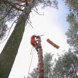 Wycinka drzew (Alpinistyka)