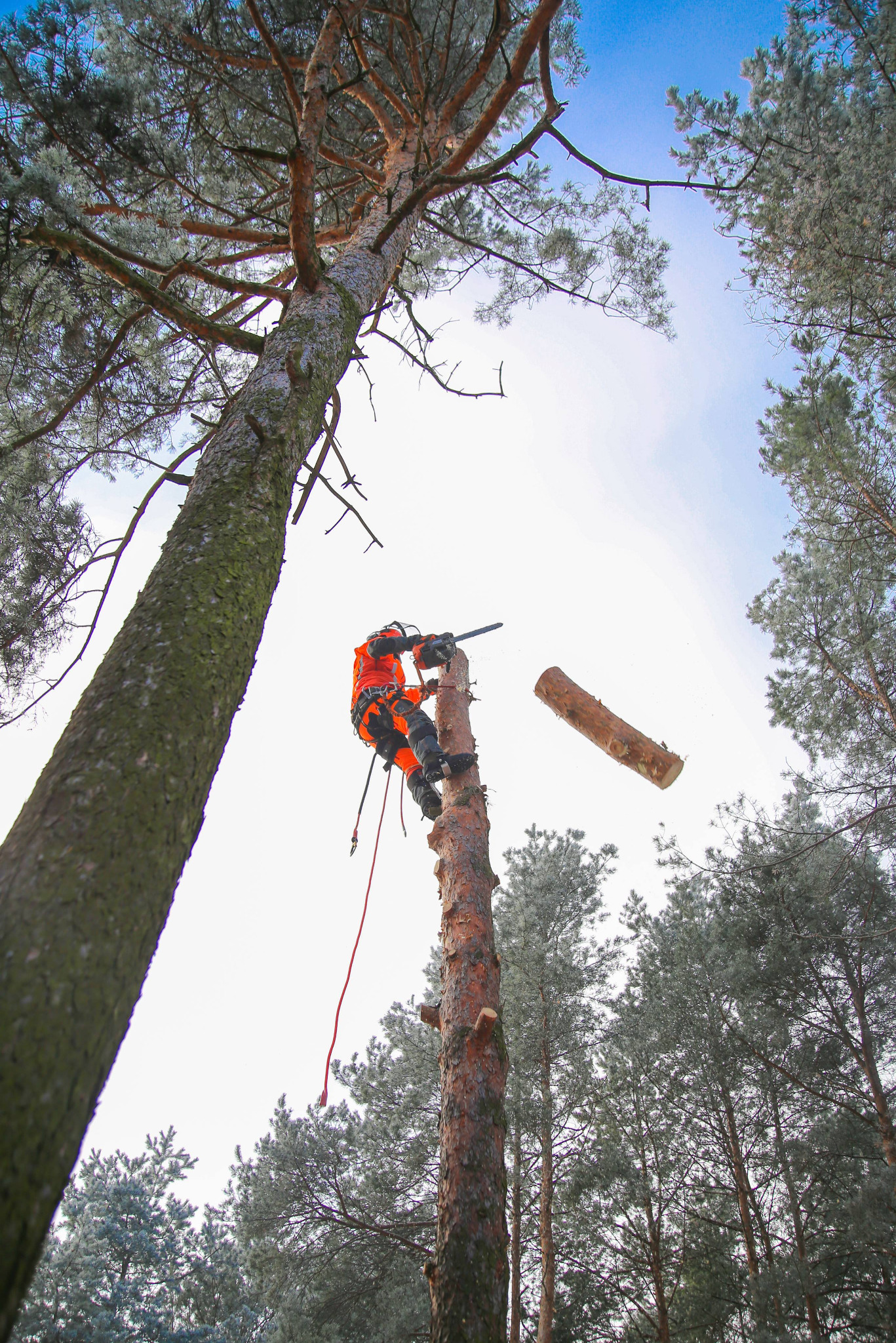 Wycinka drzew (Alpinistyka)