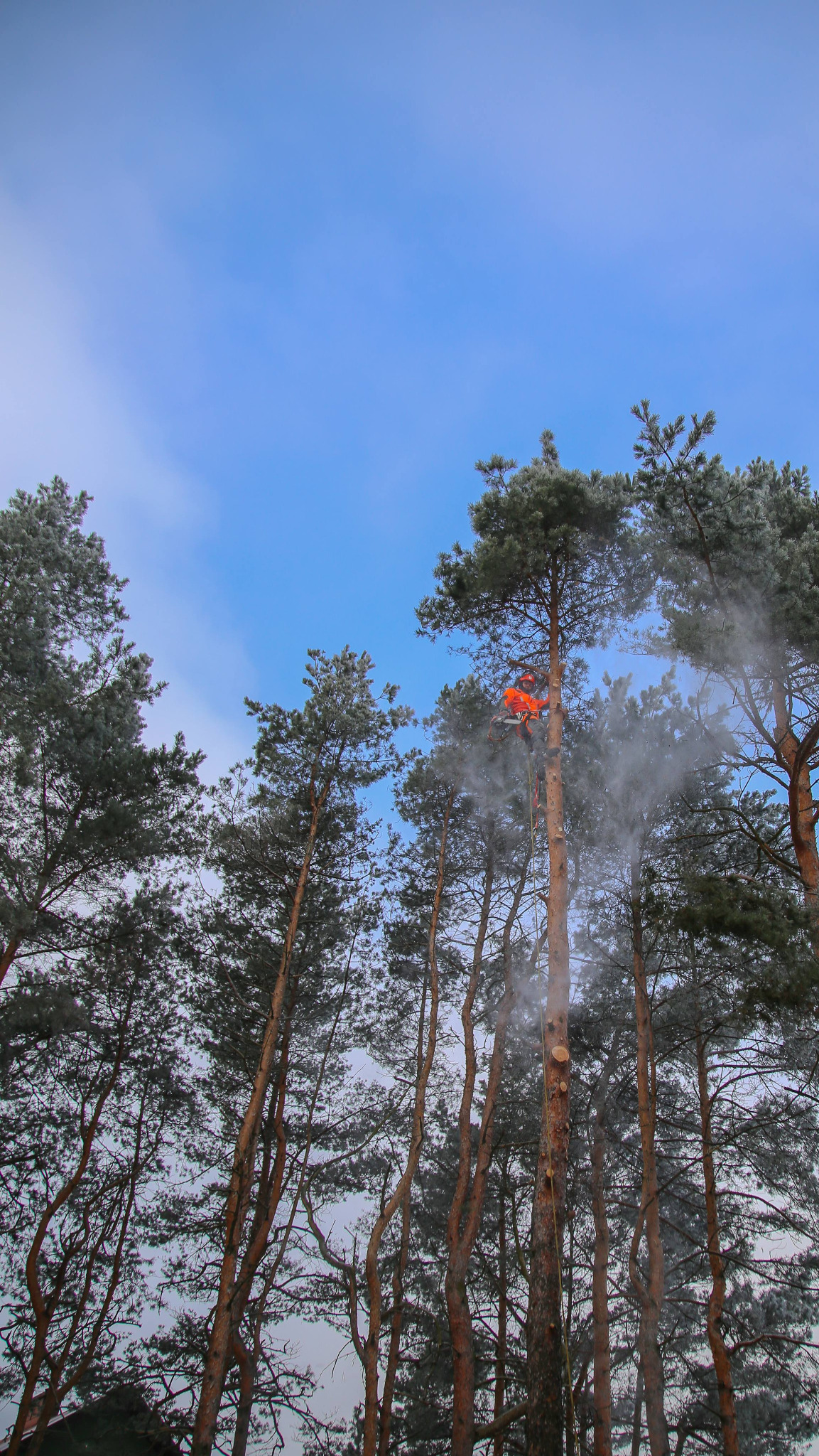 Arborysta w pomarańczowym stroju, w trakcie wycinki drzewa na tle błękitnego nieba. Wokół unoszą się pył i drobne wióry.