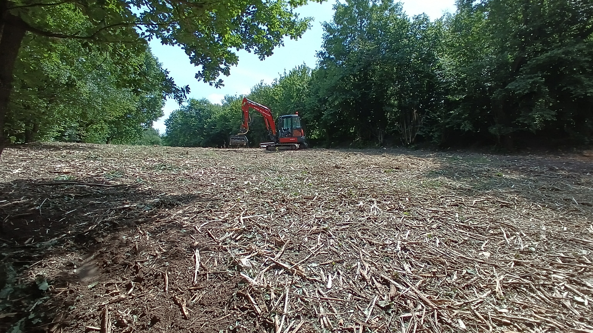 Czerwona koparka na terenie po wycince drzew, pokrytym zrębkami. Widok z perspektywy bliskiej ziemi, drzewa w tle.