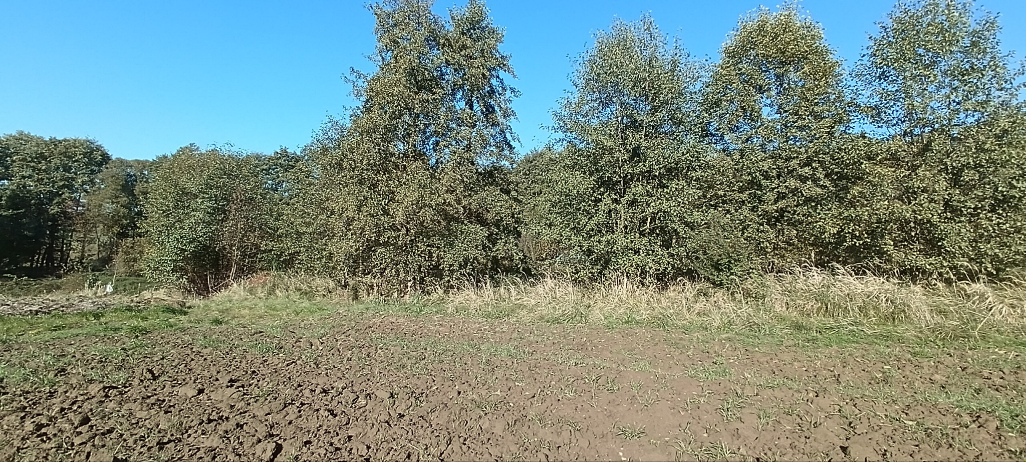 Zaorane pole w brązowej glebie, z rzędami drzew w tle pod błękitnym niebem. Widok na przygotowany grunt pod uprawę.