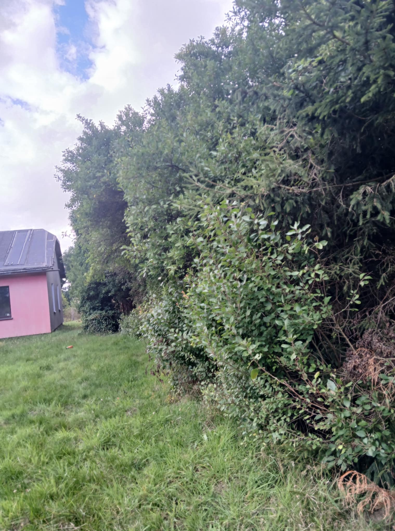 Zarośnięty teren zielenią z widocznym fragmentem różowego domu. Gęsta roślinność przysłania znaczną część posesji, zieleń wymaga uporządkowania.