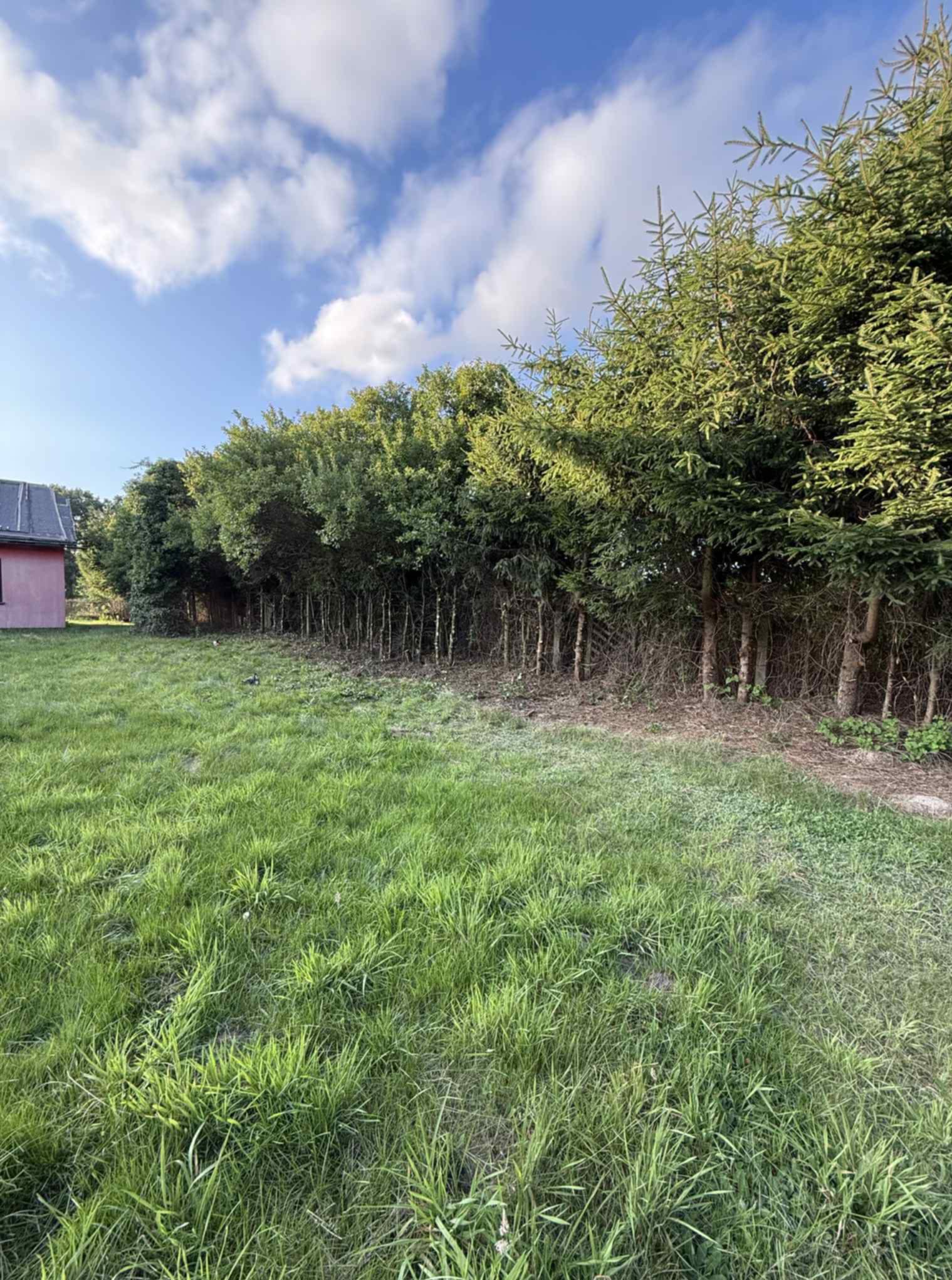 Równy szpaler drzew iglastych i liściastych oddziela trawnik od dalszej części ogrodu. Niebo z chmurami w tle, po lewej fragment różowego budynku.