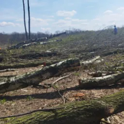 Obszar po wycince drzew: pnie i gałęzie na ziemi, dwa wysokie drzewa w tle, błękitne niebo z chmurami. Widoczny mężczyzna w oddali.