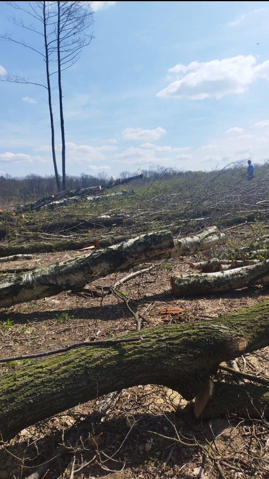 Obszar po wycince drzew: pnie i gałęzie na ziemi, dwa wysokie drzewa w tle, błękitne niebo z chmurami. Widoczny mężczyzna w oddali.