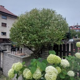 LDN PERFECT - Perfekcyjne Koszenie Trawy Gdynia