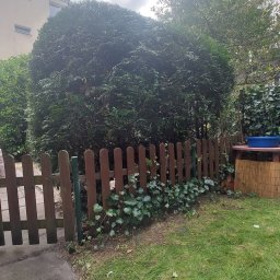 LDN PERFECT - Krzew w kształcie kuli za niskim, drewnianym płotkiem. Bluszcz porasta płot. W tle budynek i drzewa. Widok na ogród w pochmurny dzień.