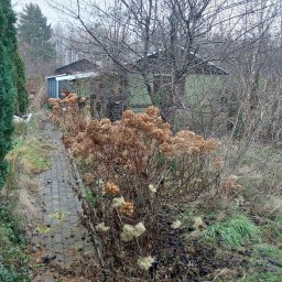 Przycinanie drzew Gdynia 3