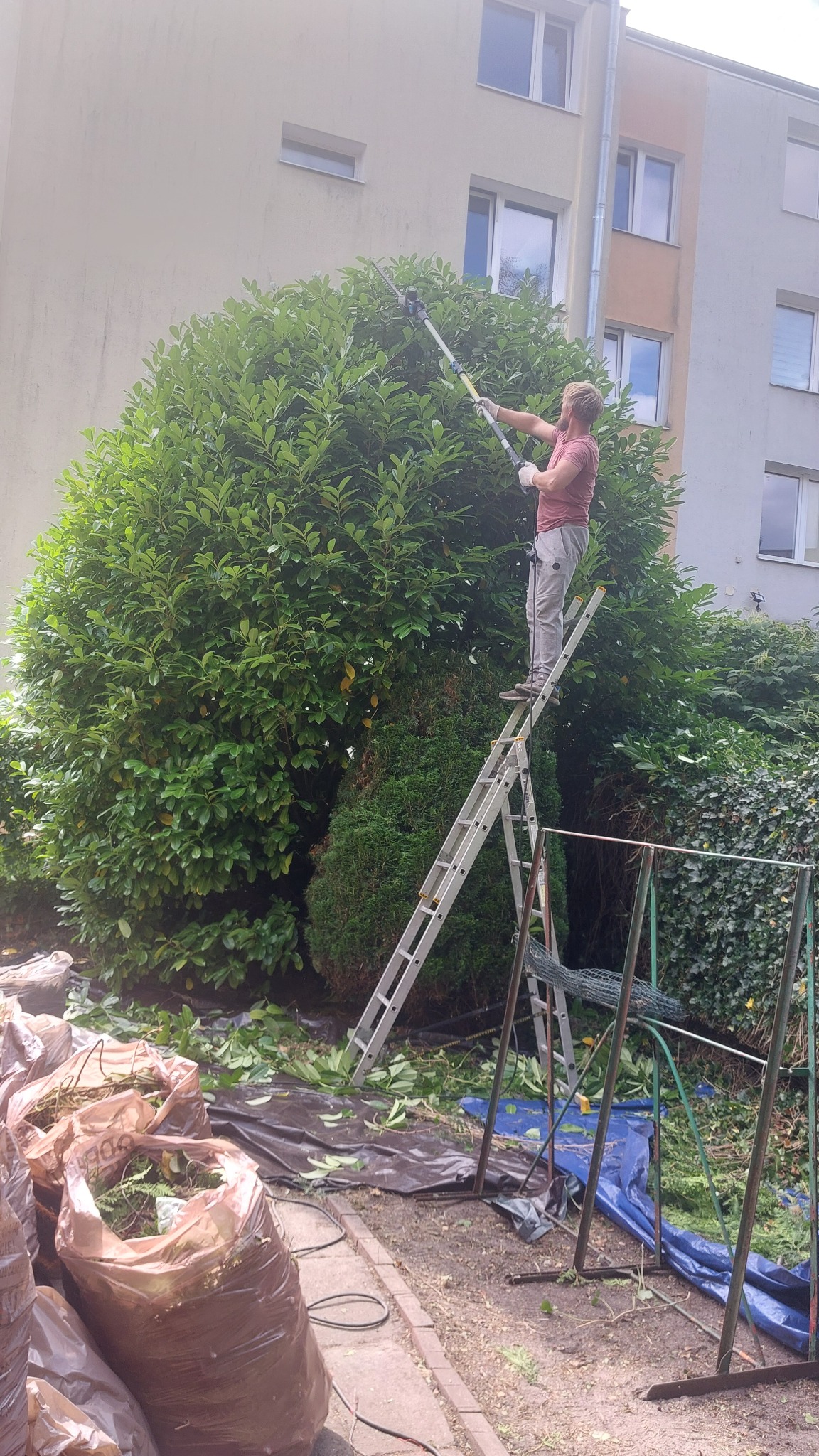 Mężczyzna na drabinie przycina żywopłot nożycami elektrycznymi. Wokół leżą worki z obciętymi gałęziami, a w tle widoczny blok mieszkalny.