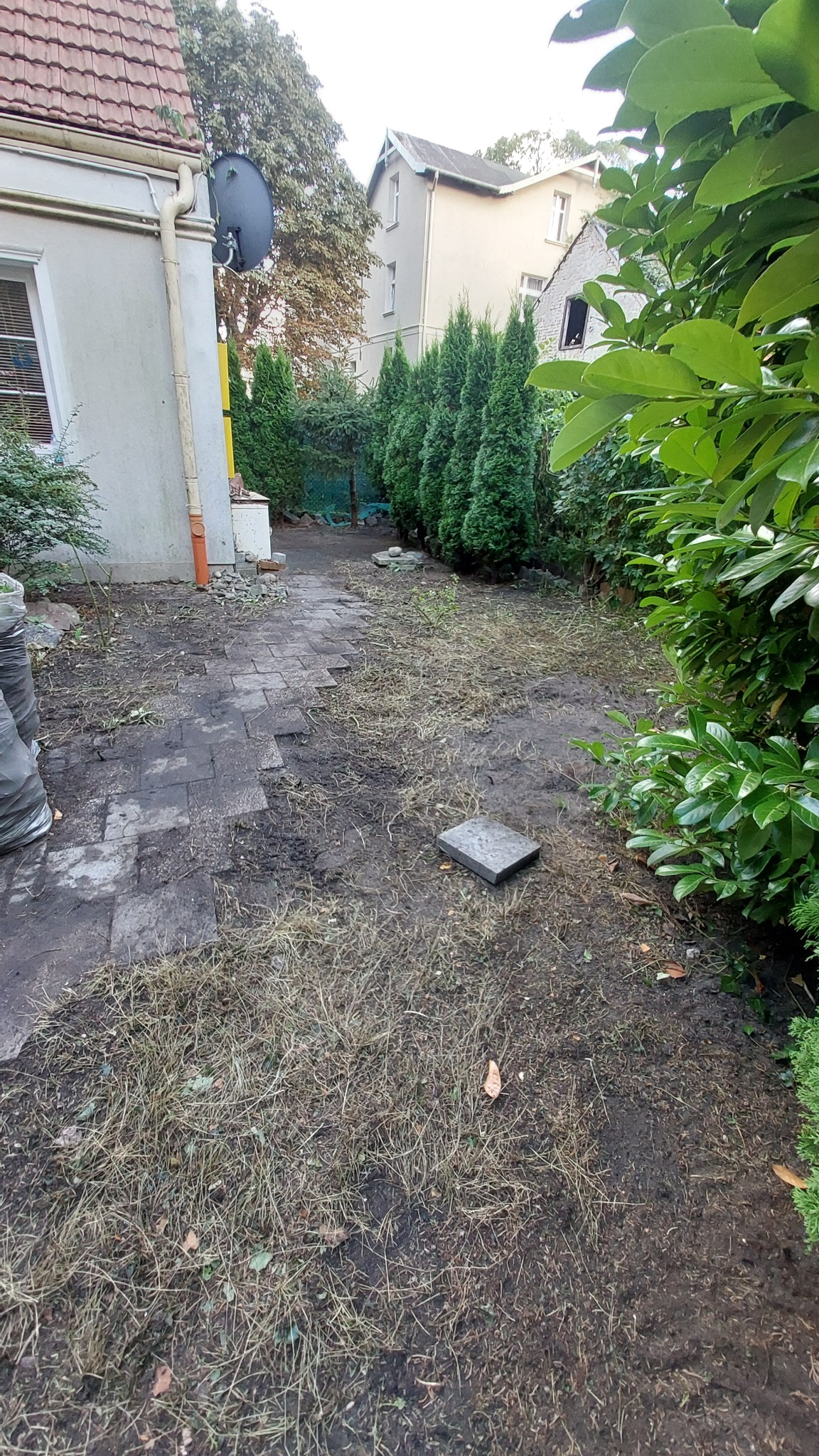 Zaniedbany ogród z nierównym chodnikiem z kostki, suchą trawą i rzędem tuj. Widoczne worki z odpadami ogrodowymi.
