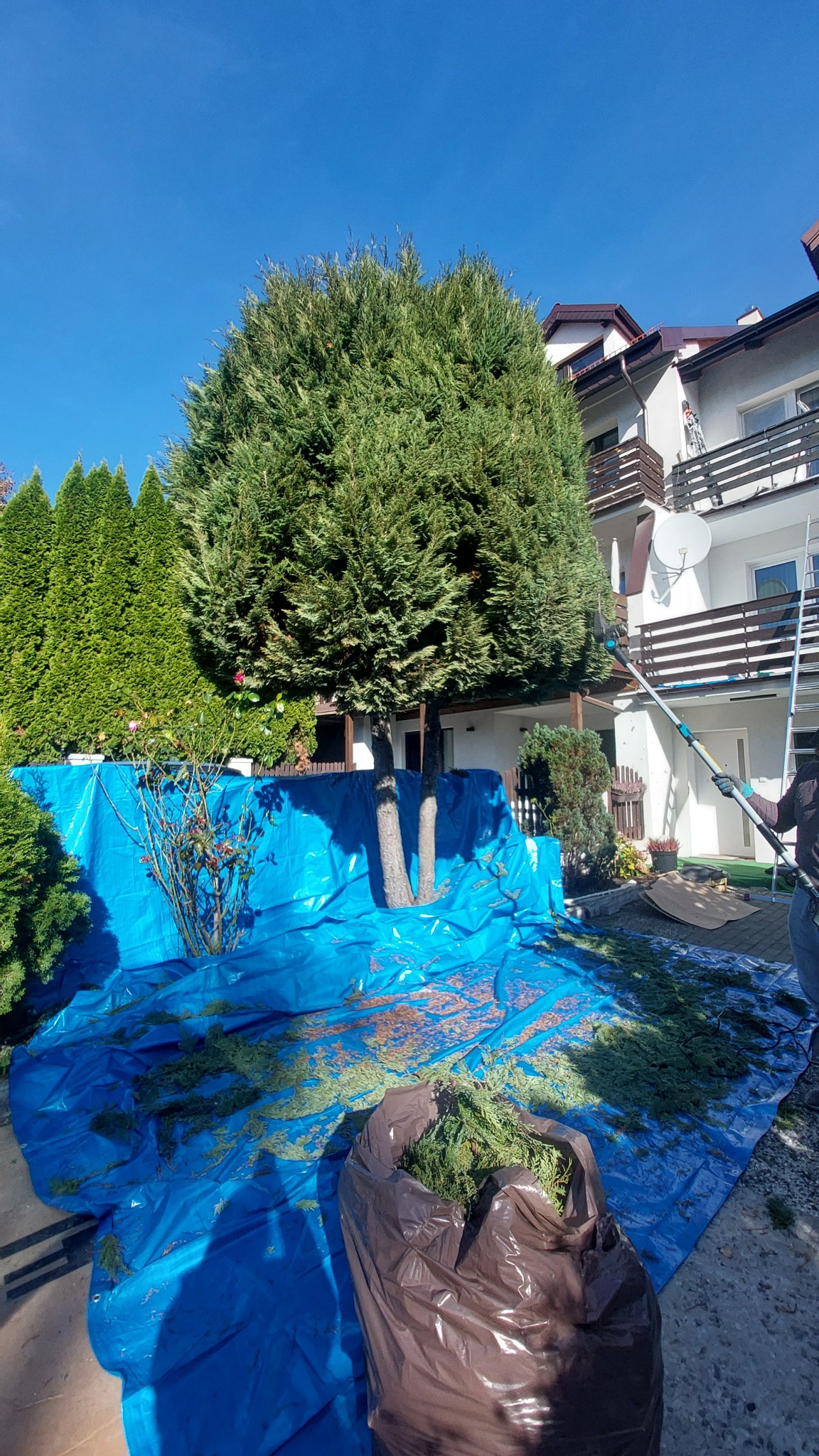 Przycinanie tui z użyciem wysięgnika, rozłożona płachta zbiera obcięte gałęzie. W tle budynek mieszkalny i rząd tui.