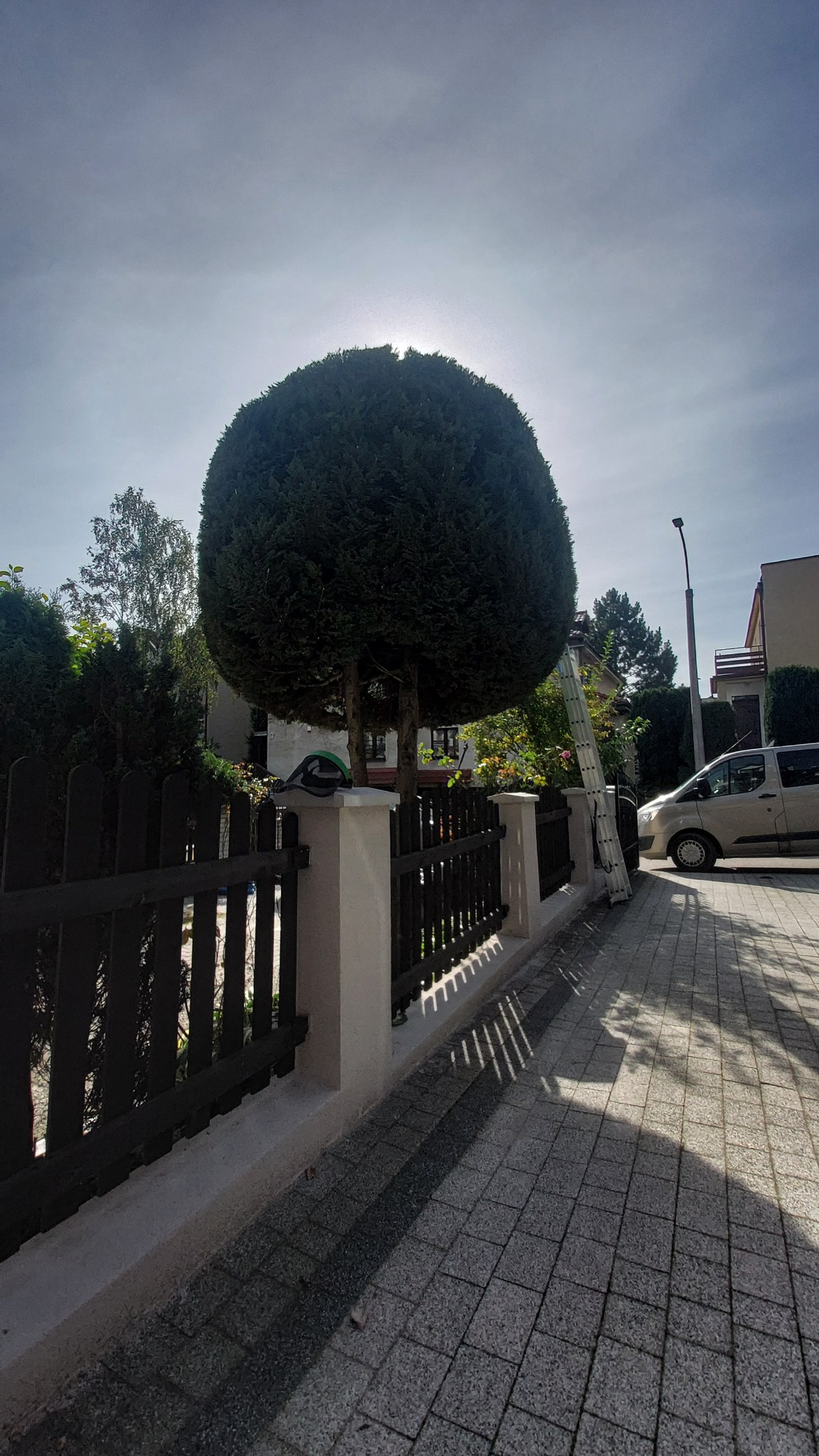 Krzew w kształcie kuli po przycięciu, drabina oparta o pień, ogrodzenie z drewnianymi sztachetami, chodnik z kostki i zaparkowany van w tle.